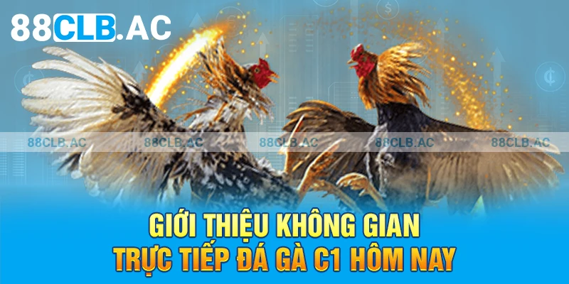 Giới thiệu không gian trực tiếp đá gà C1 hôm nay