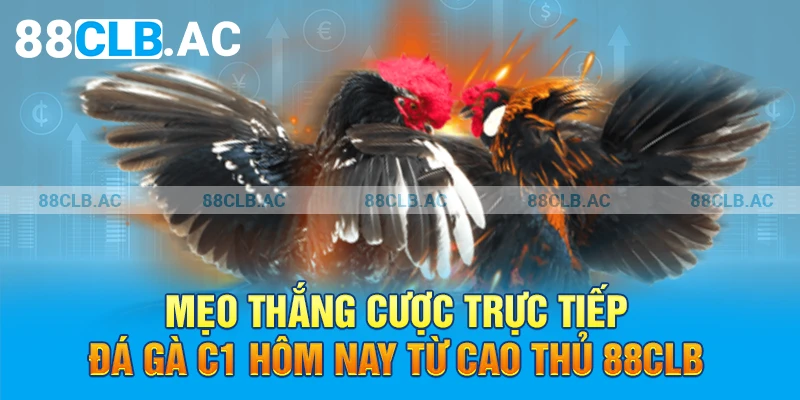 Mẹo thắng cược trực tiếp đá gà c1 hôm nay từ cao thủ 88clb